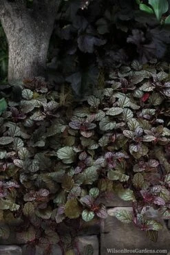 Bronze Beauty Ajuga (Bugleweed) - 6 Pack Of 3.5" Pint Pots 12 Bronze Beauty Ajuga (Bugleweed) - 6 Pack Of 3.5" Pint Pots -Plant Lover House Shop ajuga bronze beauty 30 1