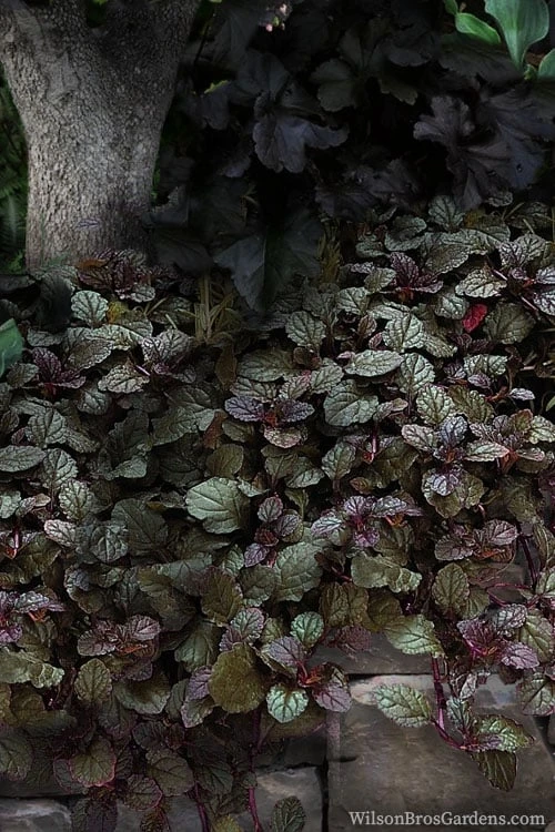 Bronze Beauty Ajuga (Bugleweed) - 6 Pack Of 3.5" Pint Pots 7 Bronze Beauty Ajuga (Bugleweed) - 6 Pack Of 3.5" Pint Pots - Image 5