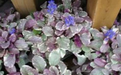 Burgundy Glow Ajuga (Bugleweed) - 6-Pack Of Pint Pots -Plant Lover House Shop ajuga burgundy glow 1