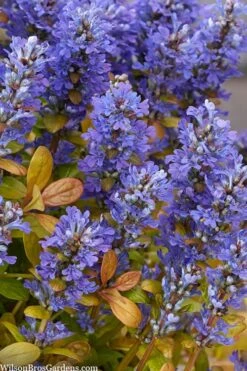 Fancy Finch Ajuga (Bugleweed) - 5 Pack Of Quart Pots -Plant Lover House Shop ajuga fancy finch 10