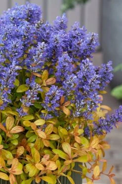 Fancy Finch Ajuga (Bugleweed) - 5 Pack Of Quart Pots -Plant Lover House Shop ajuga fancy finch 12