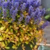 Fancy Finch Ajuga (Bugleweed) - 5 Pack Of Quart Pots -Plant Lover House Shop ajuga fancy finch 13
