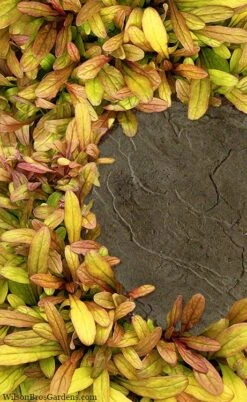 Fancy Finch Ajuga (Bugleweed) - 5 Pack Of Quart Pots -Plant Lover House Shop ajuga fancy finch 5