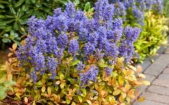 Fancy Finch Ajuga (Bugleweed) - 5 Pack Of Quart Pots -Plant Lover House Shop ajuga fancy finch 7