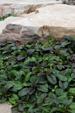 Bronze Beauty Ajuga (Bugleweed) - 6 Pack Of 3.5" Pint Pots 13 Bronze Beauty Ajuga (Bugleweed) - 6 Pack Of 3.5" Pint Pots -Plant Lover House Shop ajuga reptans bronze beauty bugleweed 100