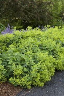 Auslese Lady's Mantle (Alchemilla Mollis) - 1 Gallon Pot -Plant Lover House Shop alchemilla mollis auslese ladys mantle 1