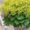 Auslese Lady's Mantle (Alchemilla Mollis) - 1 Gallon Pot -Plant Lover House Shop alchemilla mollis auslese ladys mantle 3