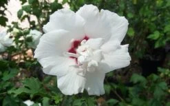 Morning Star Rose Of Sharon (Single Trunk Tree) - 7 Gallon Pot (3-4') 11 Morning Star Rose Of Sharon (Single Trunk Tree) - 7 Gallon Pot (3-4') -Plant Lover House Shop altheamorningstar 1