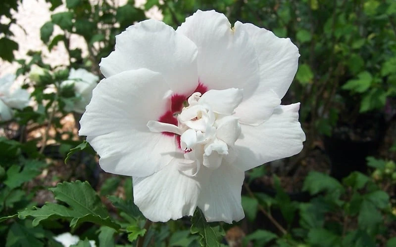 Morning Star Rose Of Sharon (Single Trunk Tree) - 7 Gallon Pot (3-4') 7 Morning Star Rose Of Sharon (Single Trunk Tree) - 7 Gallon Pot (3-4') - Image 5