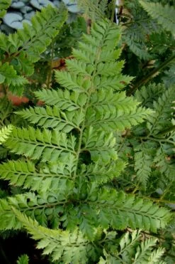 Shiny Bristle Fern - 1 Gallon Pot -Plant Lover House Shop arachnoides davalliaeformis shiny bristle fern 2 1