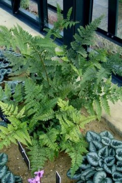 Shiny Bristle Fern - 1 Gallon Pot -Plant Lover House Shop arachnoides davalliaeformis shiny bristle fern 4 1
