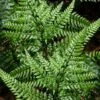 Shiny Bristle Fern - 6 Pack Of 1 Gallon Pots -Plant Lover House Shop arachnoides davalliaeformis shiny bristle fern 5