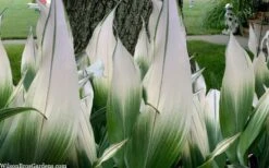 Snowcap Cast Iron Plant (Aspidistra Elatior 'Snowcap') - 3 Gallon Pot -Plant Lover House Shop aspidistra elatior snow cap cast iron plant 2