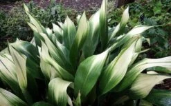 Snowcap Cast Iron Plant (Aspidistra Elatior 'Snowcap') - 3 Gallon Pot -Plant Lover House Shop aspidistra elatior snow cap cast iron plant 3