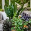 Tiny Tank Dwarf Cast Iron Plant - 3 Gallon Pot -Plant Lover House Shop aspidistra elatior tiny tank dwarf cast iron plant 3