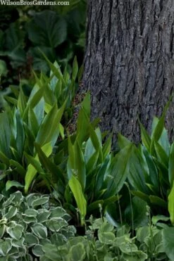 Tiny Tank Dwarf Cast Iron Plant - 3 Gallon Pot -Plant Lover House Shop aspidistra elatior tiny tank dwarf cast iron plant 4