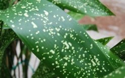 Spek-tacular Cast Iron Plant - 3 Gallon Pot 13 Spek-tacular Cast Iron Plant - 3 Gallon Pot -Plant Lover House Shop aspidistra spek tacular cast iron plant 101