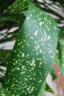 Spek-tacular Cast Iron Plant - 3 Gallon Pot 12 Spek-tacular Cast Iron Plant - 3 Gallon Pot -Plant Lover House Shop aspidistra spek tacular cast iron plant 103