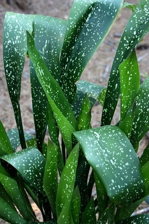 Spek-tacular Cast Iron Plant - 3 Gallon Pot 3 Spek-tacular Cast Iron Plant - 3 Gallon Pot