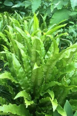 Hart's Tongue Fern (Asplenium Scolopendrium) - 1 Gallon Pot 10 Hart's Tongue Fern (Asplenium Scolopendrium) - 1 Gallon Pot -Plant Lover House Shop asplenium scolopendrium harts tongue fern 3