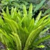 Hart's Tongue Fern (Asplenium Scolopendrium) - 1 Gallon Pot -Plant Lover House Shop asplenium scolopendrium harts tongue fern 8