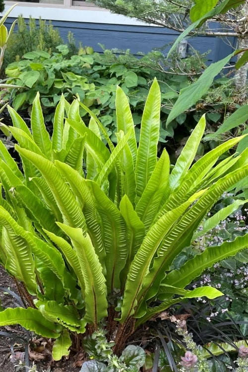 Hart's Tongue Fern (Asplenium Scolopendrium) - 1 Gallon Pot 3 Hart's Tongue Fern (Asplenium Scolopendrium) - 1 Gallon Pot