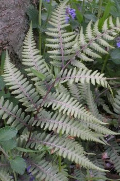 Japanese Painted Fern - 1 Gallon Pot -Plant Lover House Shop athyrium niponicum pictum japanese painted fern 103 1