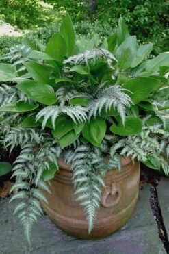 Japanese Painted Fern - 10 Count Flat Of Quart Pots -Plant Lover House Shop athyrium niponicum pictum japanese painted fern 104 1