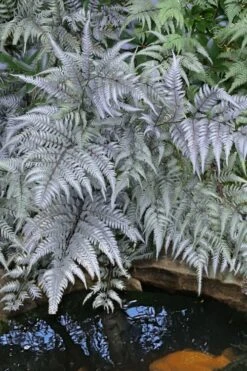 Japanese Painted Fern - 1 Gallon Pot