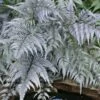 Japanese Painted Fern - 6 Pack Of 1 Gallon Pots -Plant Lover House Shop athyrium niponicum pictum japanese painted fern 105 3