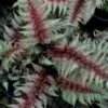Regal Red Japanese Painted Fern - 6 Pack Of 1 Gallon Pots -Plant Lover House Shop athyrium pictum regal red japanese painted fern 10 1