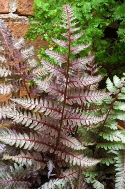 Regal Red Japanese Painted Fern - 5 Pack Of Quart Pots -Plant Lover House Shop athyrium pictum regal red japanese painted fern 11 2