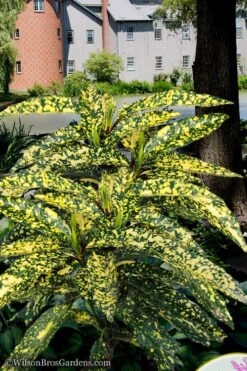 Hosoba Hoshifu Variegated Aucuba (Japanese Laurel) - 1 Gallon Pot -Plant Lover House Shop aucuba hosoba hoshifu11 1