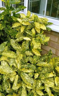 Golden King Aucuba (Male) - 3 Gallon Pot 9 Golden King Aucuba (Male) - 3 Gallon Pot -Plant Lover House Shop aucuba japonica golden king japanese laurel 1