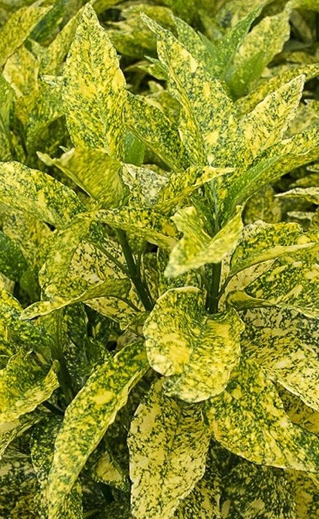 Golden King Aucuba (Male) - 3 Gallon Pot 3 Golden King Aucuba (Male) - 3 Gallon Pot