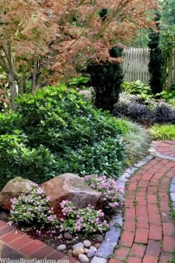 Rozannie Dwarf Aucuba (Japanese Laurel) - 3 Gallon Pot -Plant Lover House Shop aucuba japonica rozannie japanese laurel 12