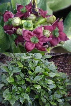 Rozannie Dwarf Aucuba (Japanese Laurel) - 3 Gallon Pot -Plant Lover House Shop aucuba japonica rozannie japanese laurel 13