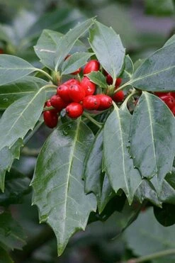 Rozannie Dwarf Aucuba (Japanese Laurel) - 3 Gallon Pot -Plant Lover House Shop aucuba japonica rozannie japanese laurel 6