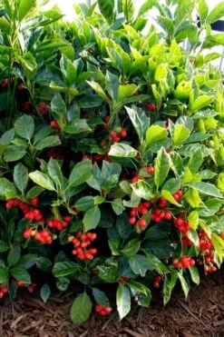 Rozannie Dwarf Aucuba (Japanese Laurel) - 3 Gallon Pot -Plant Lover House Shop aucuba japonica rozannie japanese laurel 8