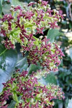 Rozannie Dwarf Aucuba (Japanese Laurel) - 3 Gallon Pot -Plant Lover House Shop aucuba japonica rozannie japanese laurel 9