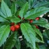 Sawtoothed Aucuba Serratifolia - 1 Gallon Pot -Plant Lover House Shop aucuba japonica serratifolia sawtoothed japanese laurel 20 1