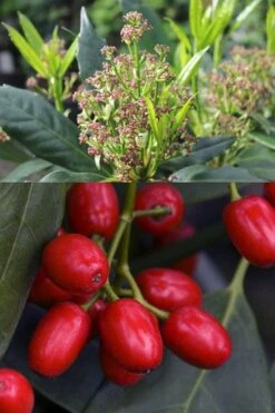 Sawtoothed Aucuba Serratifolia - 1 Gallon Pot -Plant Lover House Shop aucuba japonica serratifolia sawtoothed japanese laurel 21 1