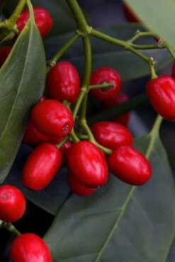 Sawtoothed Aucuba Serratifolia - 6 Pack Of 1 Gallon Pots -Plant Lover House Shop aucuba japonica serratifolia sawtoothed japanese laurel 23