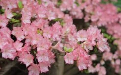 Amy Azalea - 3 Gallon Pot -Plant Lover House Shop azalea amy 8