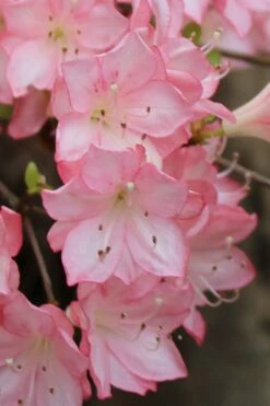 Amy Azalea - 3 Gallon Pot -Plant Lover House Shop azalea amy 9