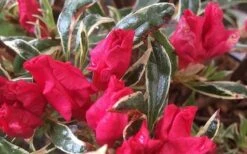 Arctic Rose Azalea - 3 Gallon Pot -Plant Lover House Shop azalea arctic rose 4