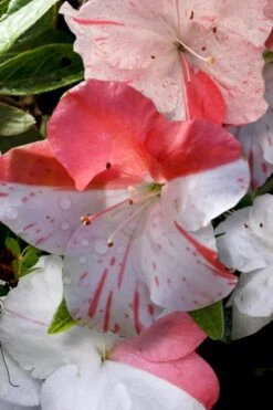 Astronaut Azalea - 2.5 Quart Pot 12 Astronaut Azalea - 2.5 Quart Pot -Plant Lover House Shop azalea astronaut 4