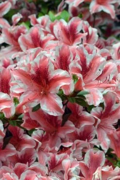 Ben Morrison Azalea - 2 Gallon Pot -Plant Lover House Shop azalea ben morrison 1 1
