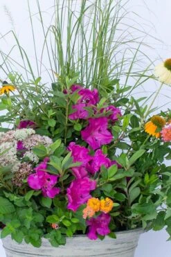 Echo Bloom 'N Again Azalea - 2 Gallon Pot -Plant Lover House Shop azalea bloom n again augusta echo 4