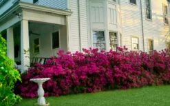 Echo Bloom 'N Again Azalea - 2 Gallon Pot -Plant Lover House Shop azalea bloom n again augusta echo 5